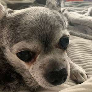 Meet your Posher, Aj